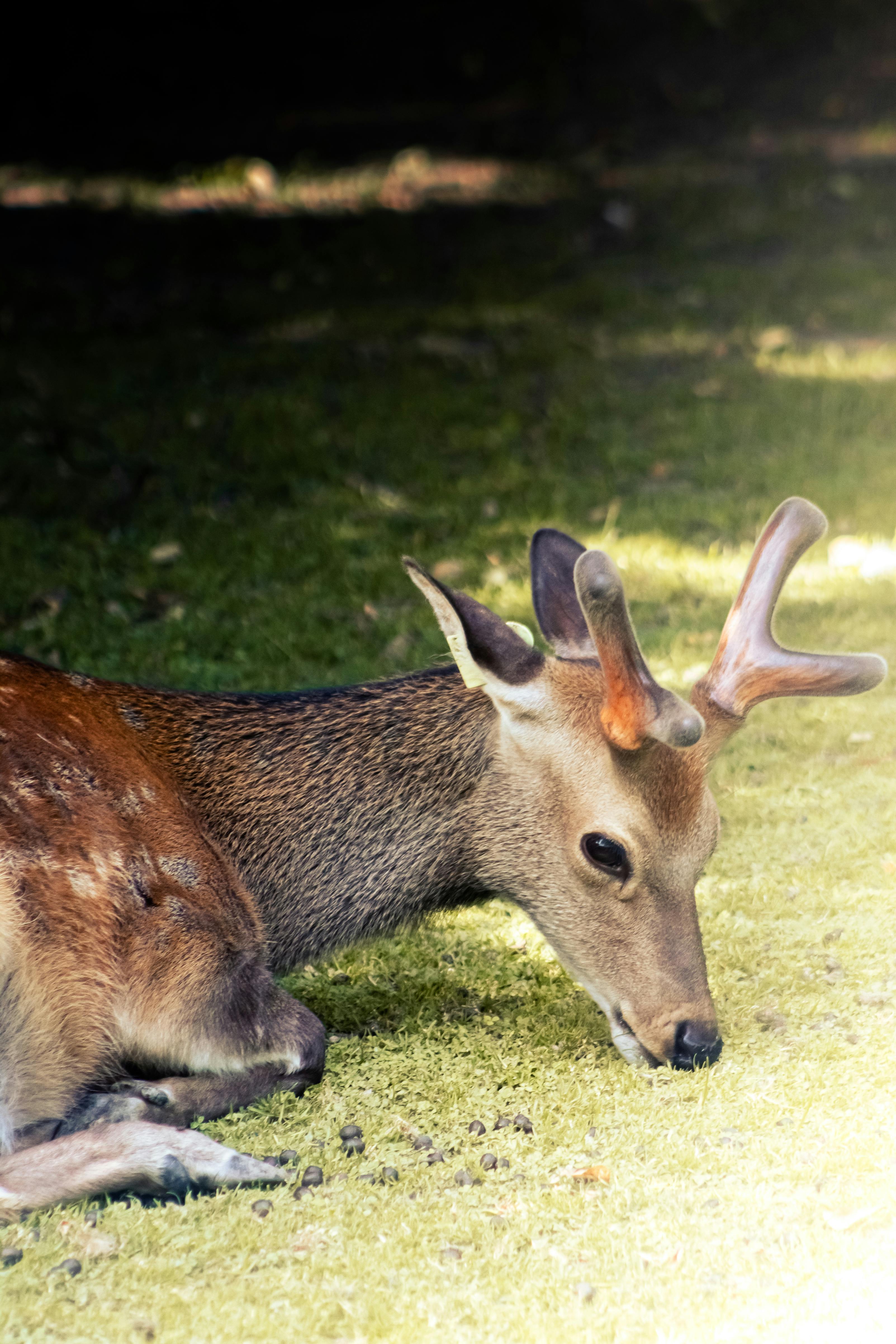 grátis Um cervo jovem com chifres pastando na grama verde em um ambiente sereno ao ar livre, capturado durante o dia. Foto profissional