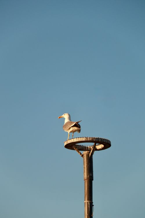 Free Seagull standing on a lamp post with clear blue sky background. Stock Photo