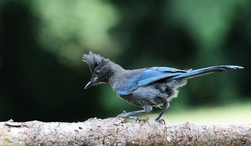Free Close-up of a Steller's Jay perched on a tree branch in a forest setting. Stock Photo