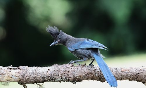 Free A vibrant Steller's Jay perched on a tree branch in its natural habitat. Stock Photo