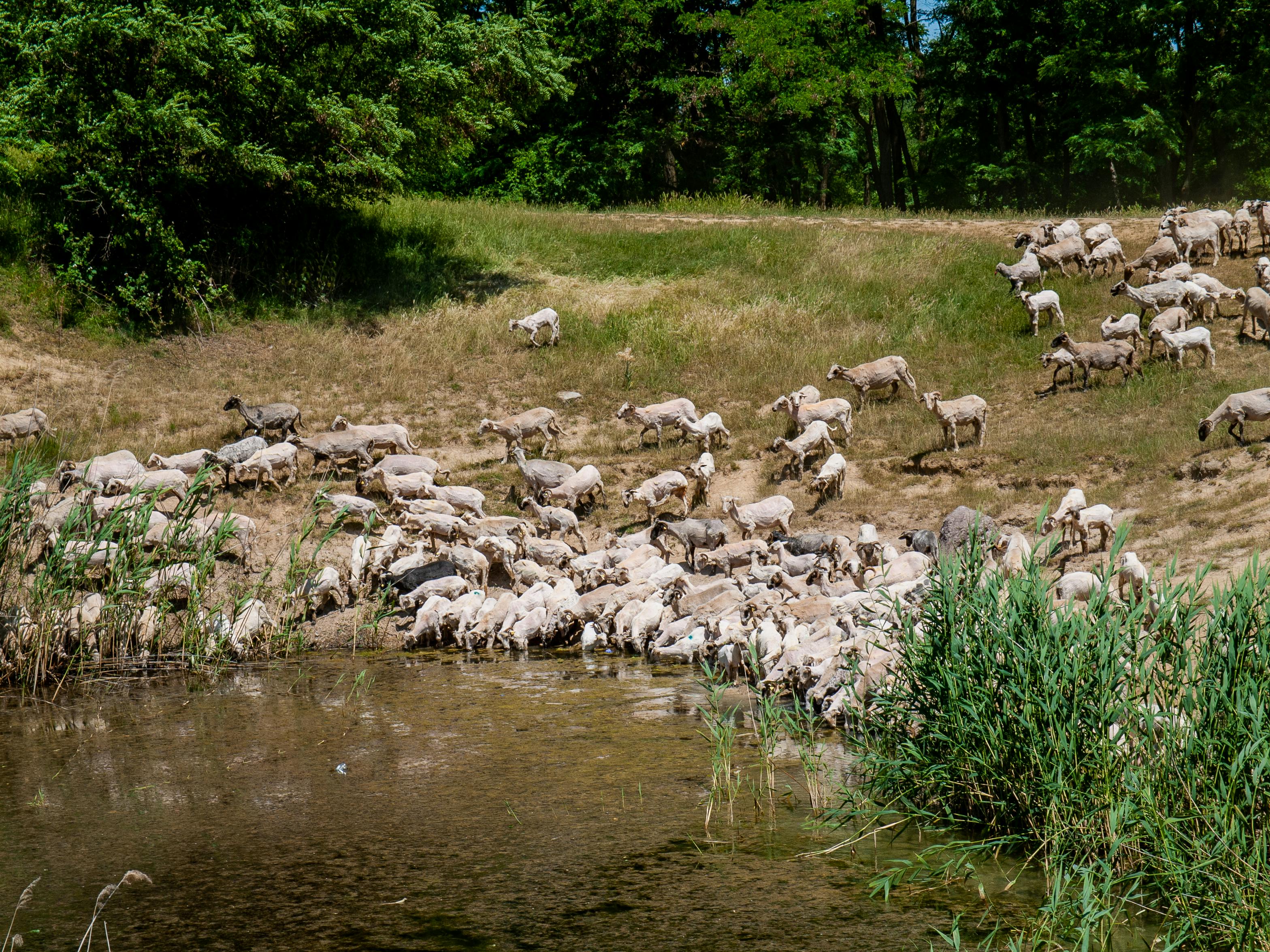 Urbandale amends contract with Flock camera company to improve data transparency — Photo by Cosmin Gavris on Pexels