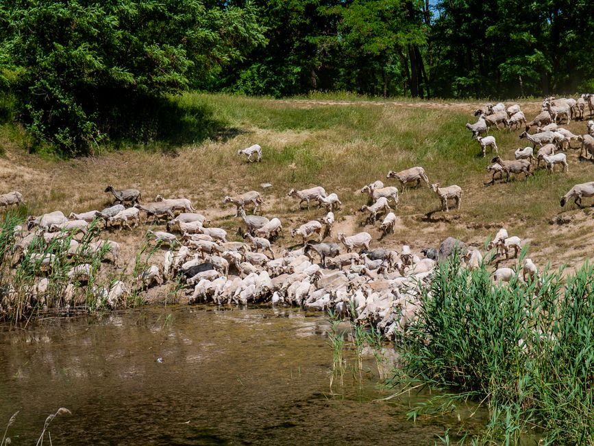 Water Quality and Animal Health