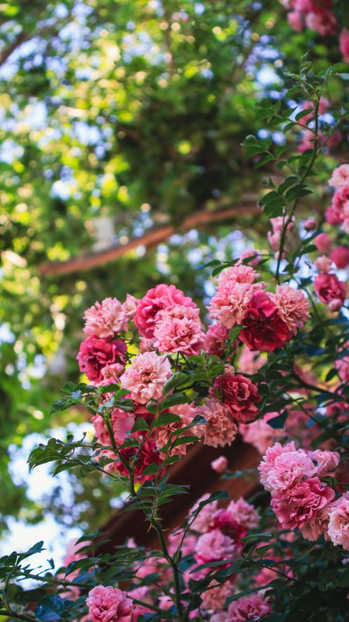 Free Beautiful pink roses blooming in the sunlight, capturing nature's vibrant colors in a serene garden setting. Stock Photo