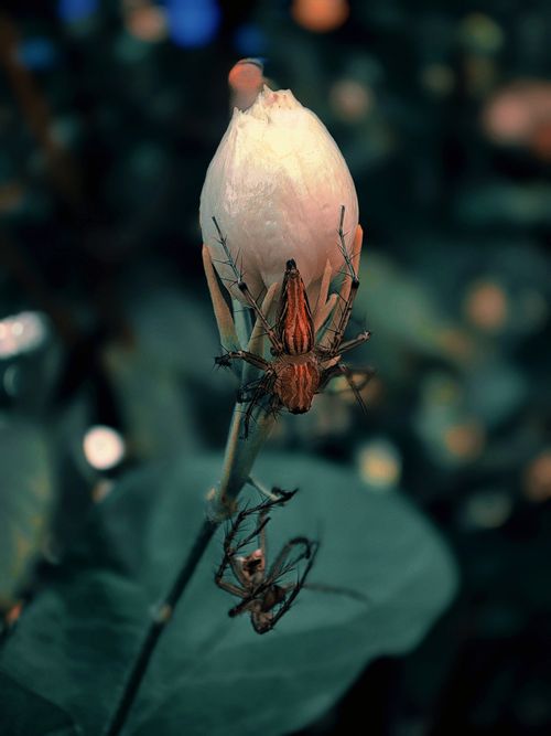 Free A spider on a rosebud in a moody, dark setting. Macro shot highlighting texture. Stock Photo