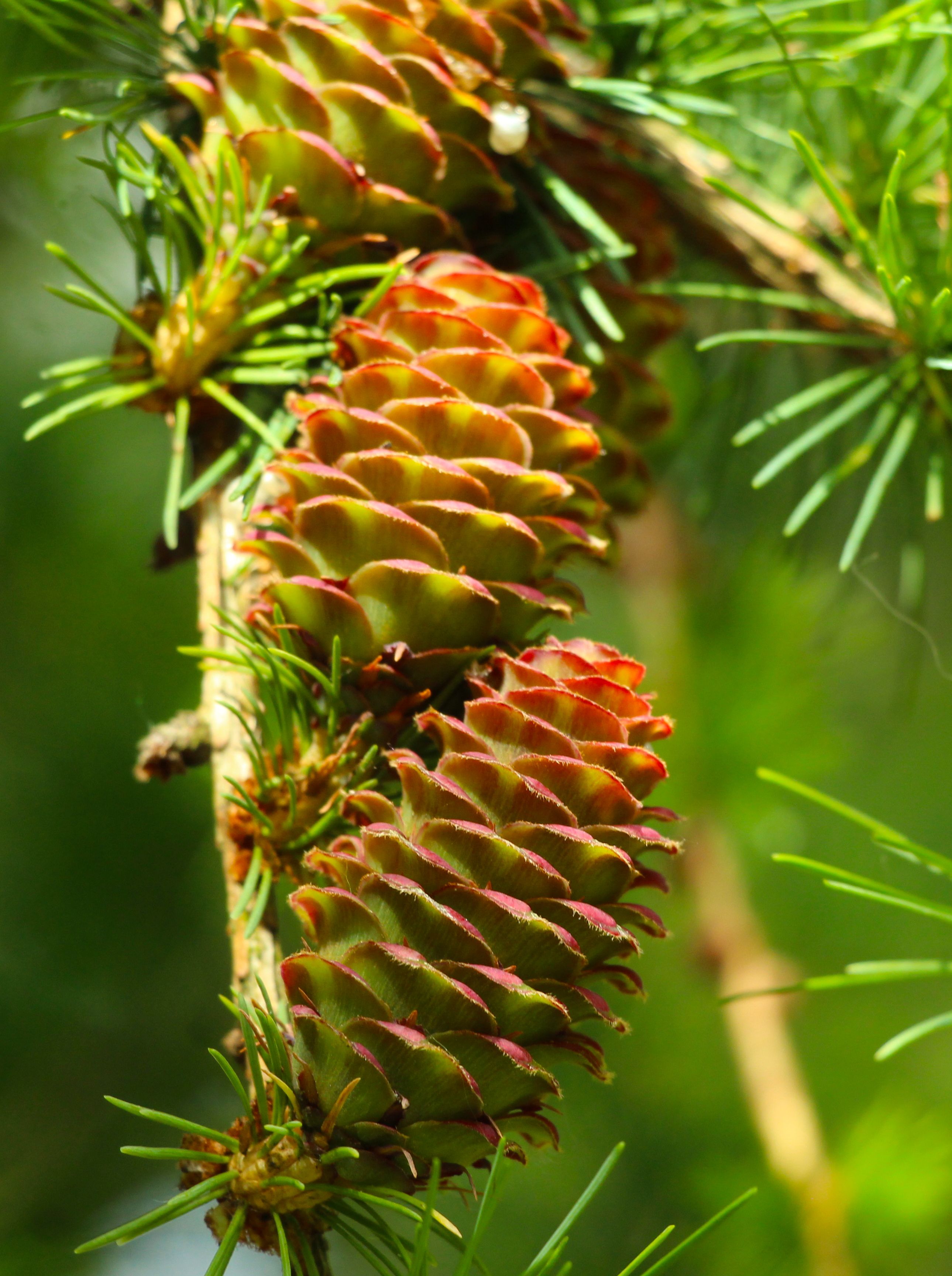 Pine Rotor Photos, Download The BEST Free Pine Rotor Stock Photos & HD ...