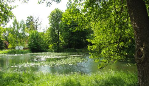 Free Idyllic pond surrounded by lush green trees on a sunny summer day, perfect for relaxation. Stock Photo