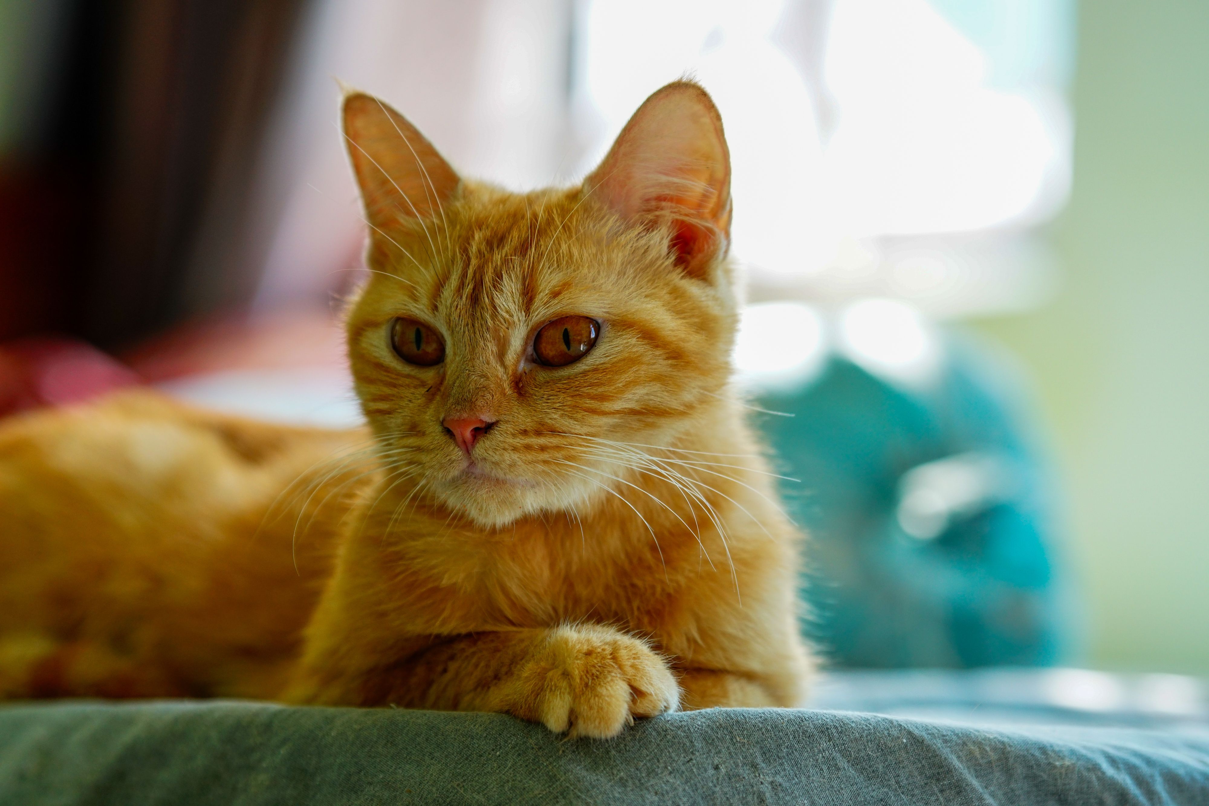 Ginger Cat Relaxing Indoors on a Sunny Day · Free Stock Photo