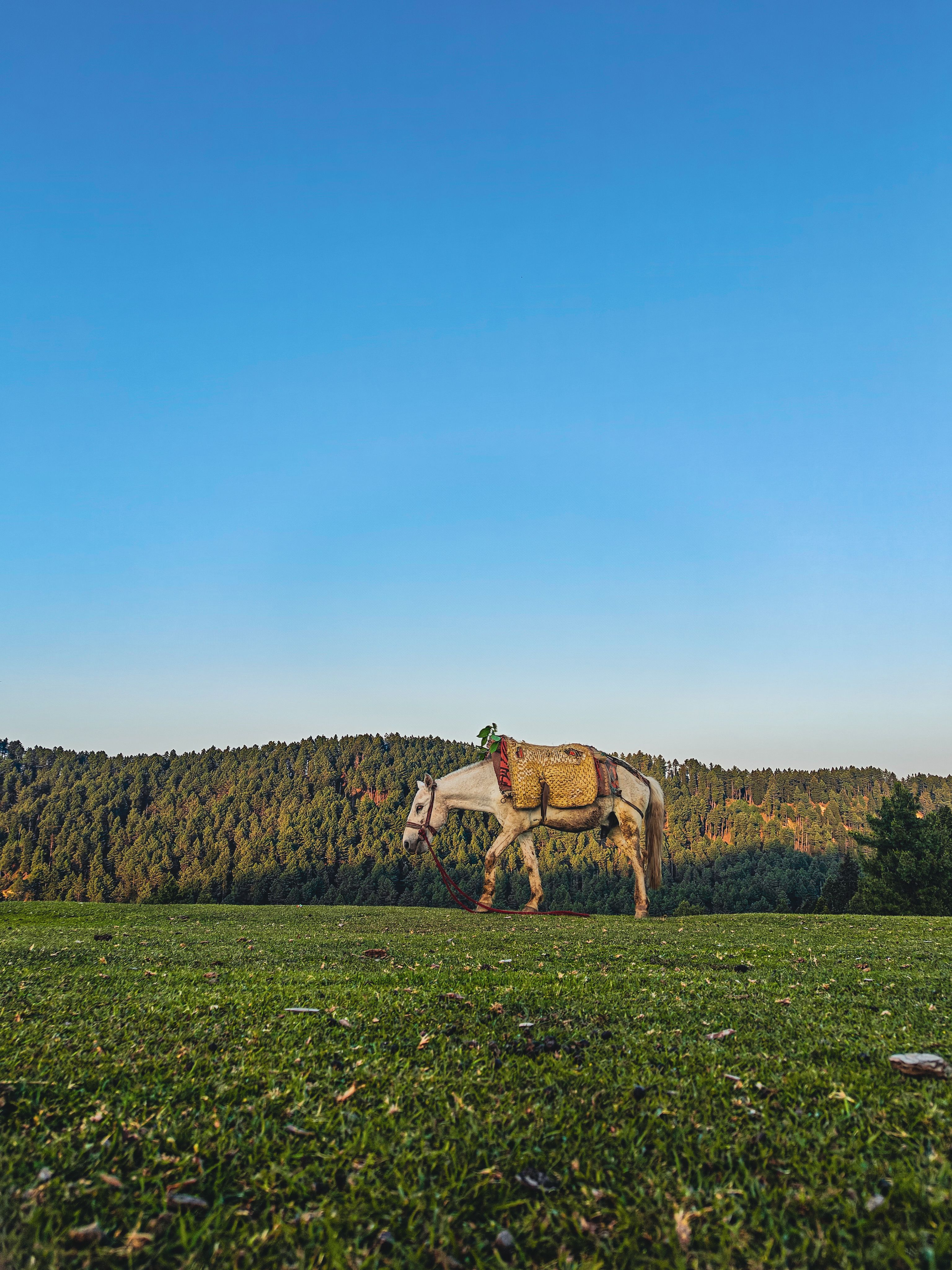 White Horse Grazing in Scenic Mountain Landscape · Free Stock Photo