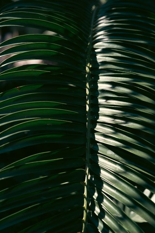 Free A detailed close-up of green palm leaf with dramatic light and texture, perfect for nature-themed designs. Stock Photo