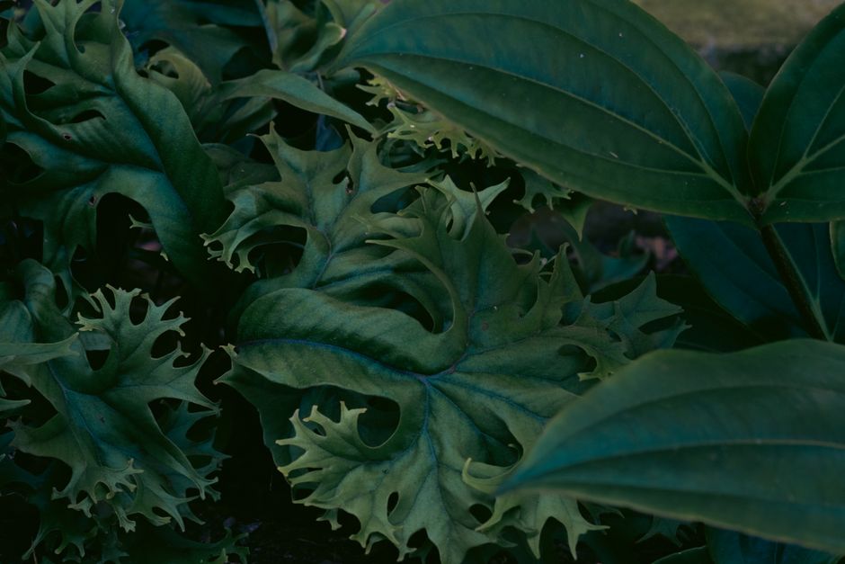 Cyrtomium falcatum
