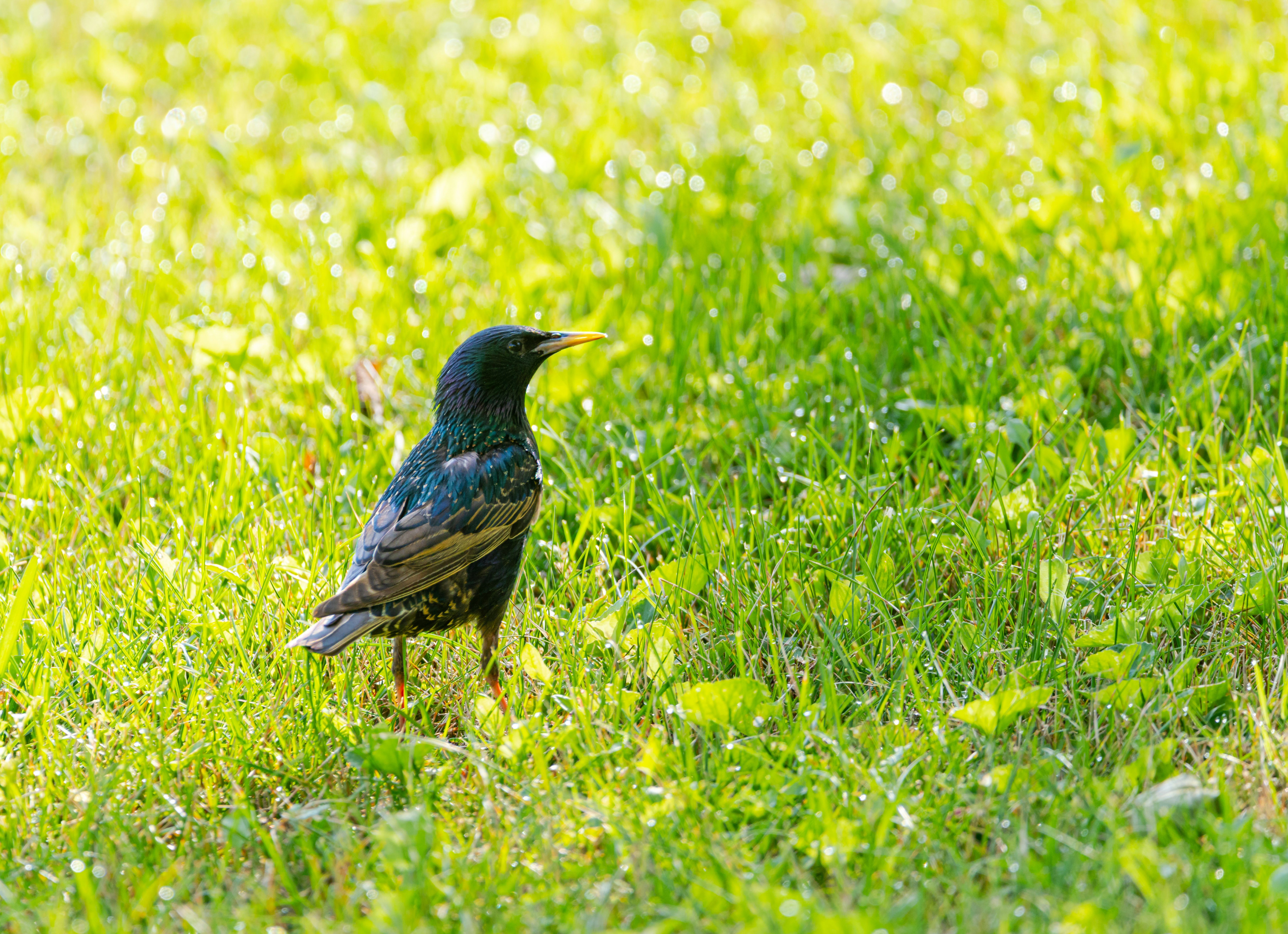 How do you control invasive birds? - The Institute for Environmental ...