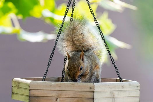 A grey squirrel eating in a hanging wooden feeder outdoors, surrounded by greenery.