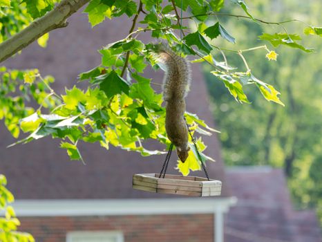 A playful squirrel hangs upside down on a feeding platform amidst lush green leaves.