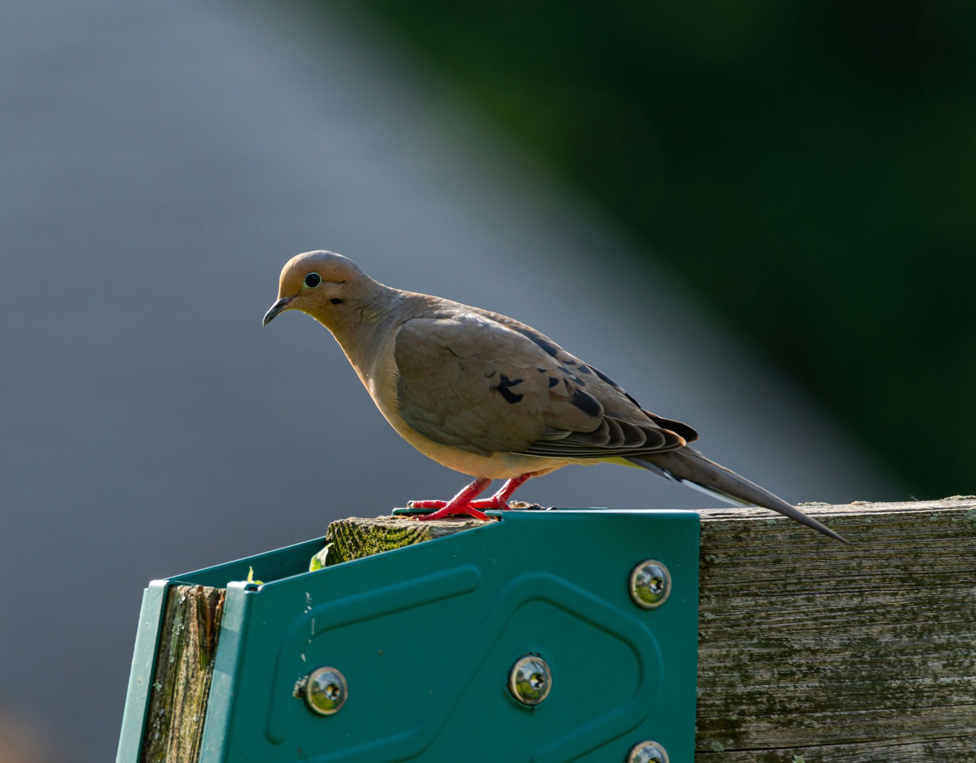 Mourning dove perched on a wooden fence, with natural sunlight highlighting its features.