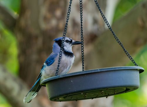 Free A blue jay sits on a hanging bird feeder in a garden setting, displaying vivid plumage. Stock Photo