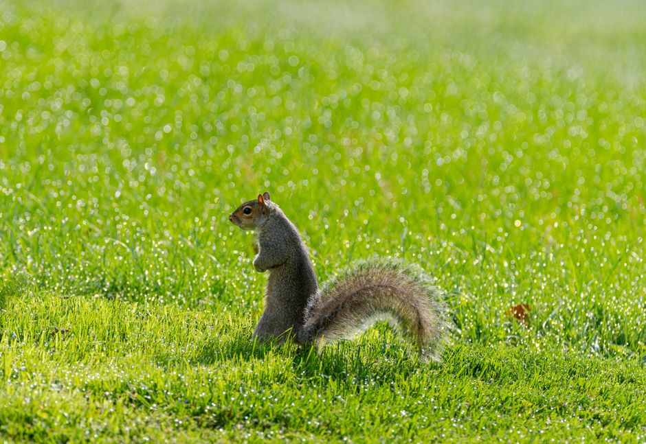 A grey squirrel standing upright in vibrant, dewy grass on a sunny morning.