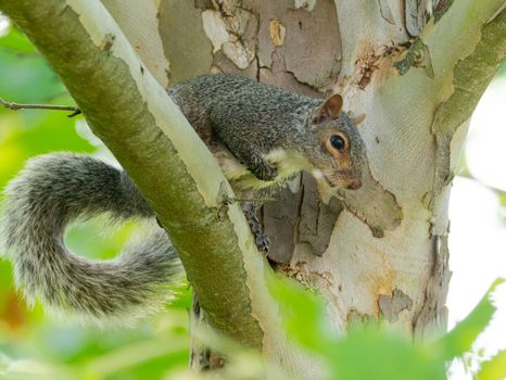 A close-up of a gray squirrel on a tree branch surrounded by lush green foliage in a forest setting.
