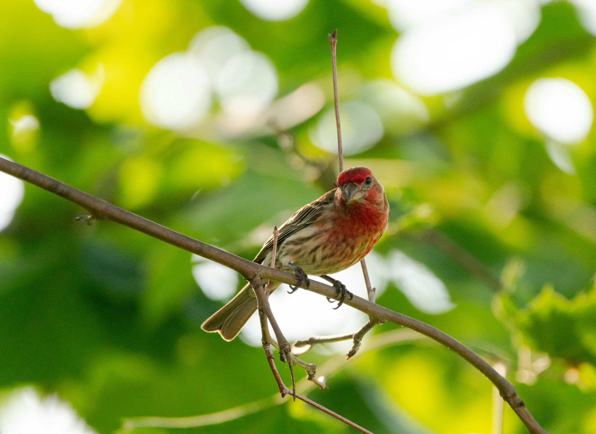 Close-up of a colorful house finch perched on a branch against vibrant green foliage.
