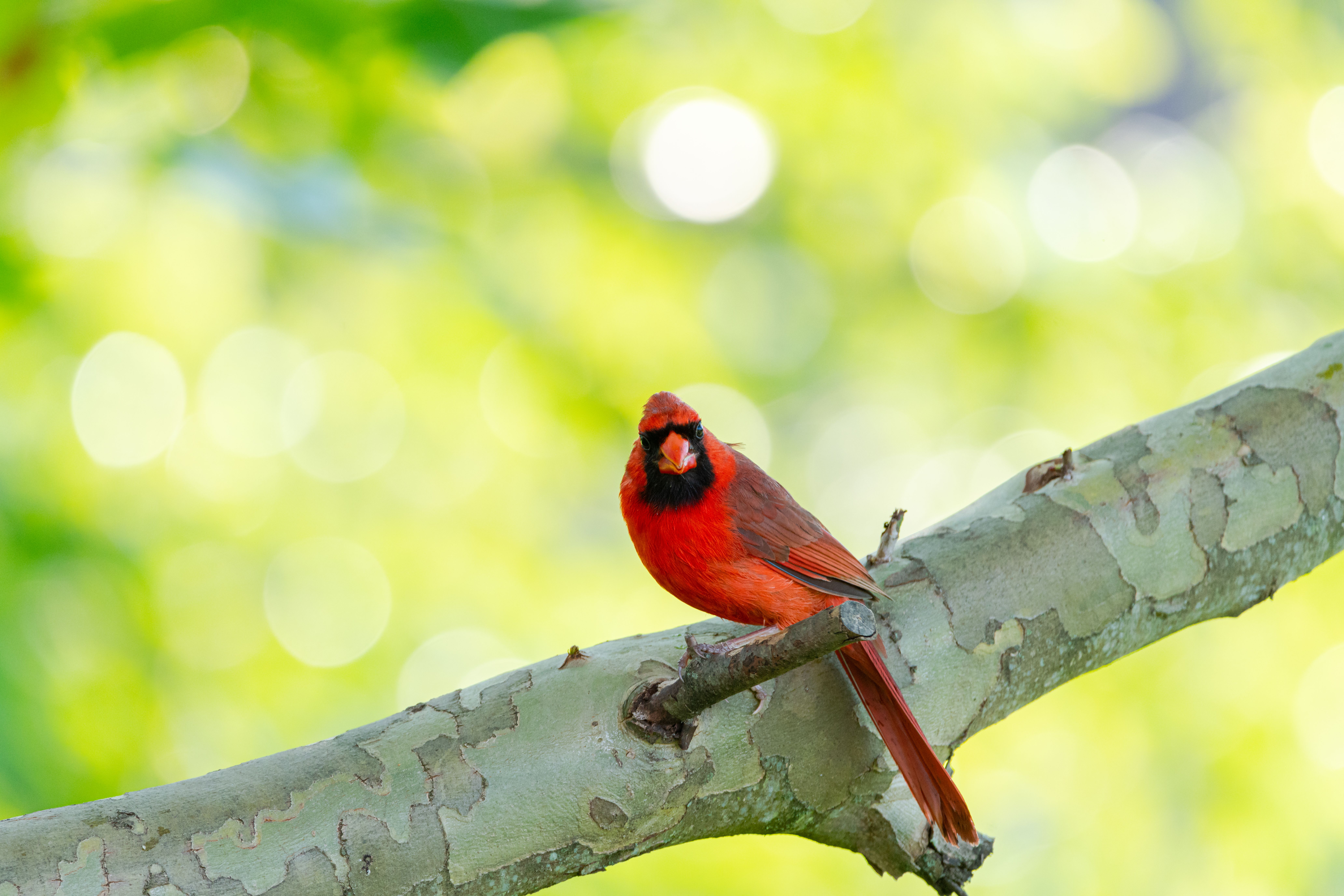 Vibrant Northern Cardinal on Tree Branch · Free Stock Photo