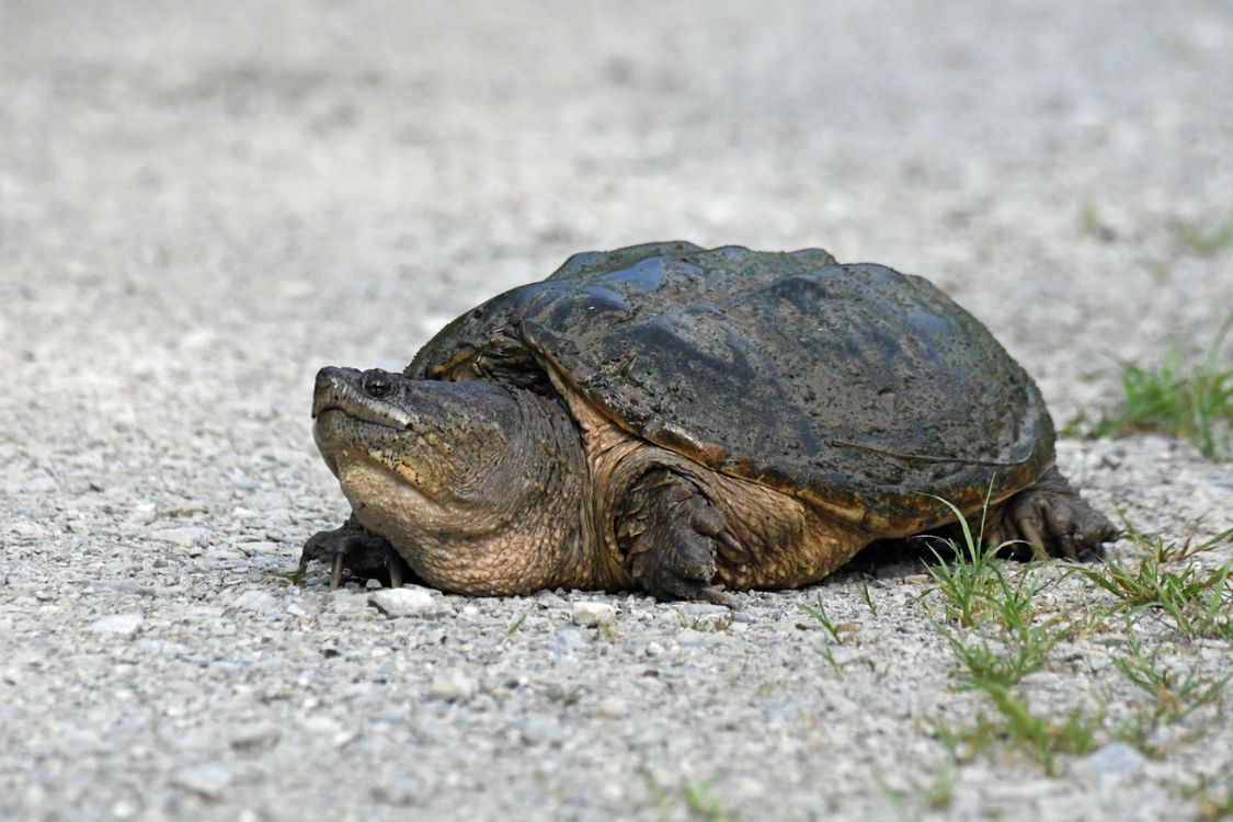 Snapping Turtle Shell Side View Common Snapping Turtle on Gravel Path, Alabama · Free Stock Photo