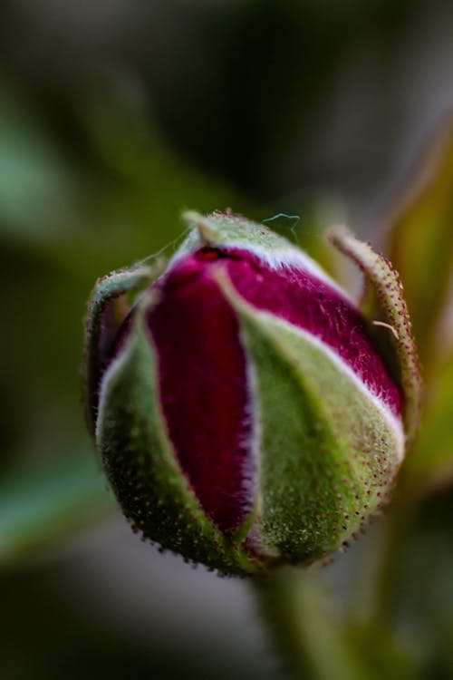 로즈 골드, 아름다운 꽃, 장미 꽃의 무료 스톡 사진