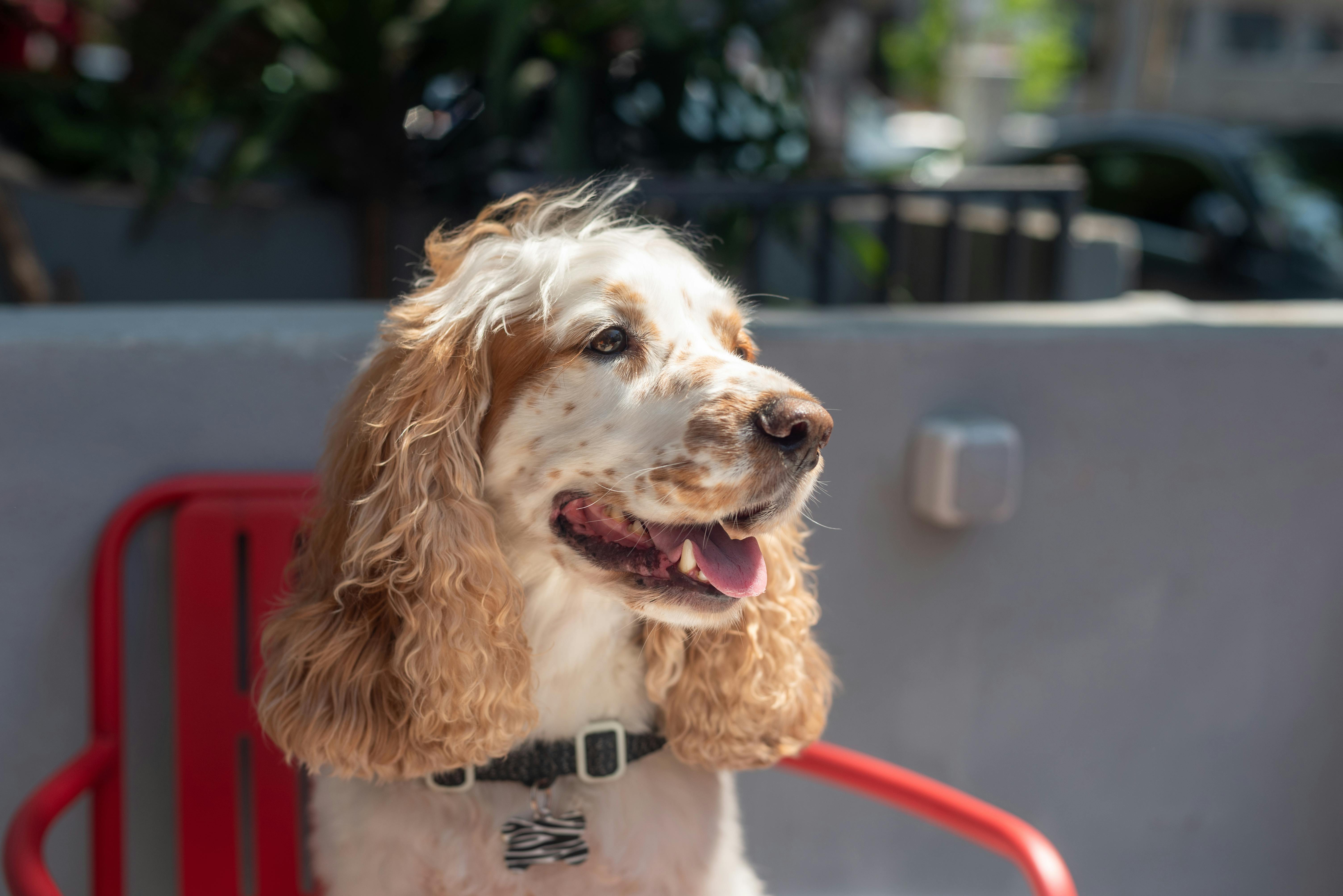 Top 7 Dog Grooming NYC Services for Every Breed in 2026 — Photo by Emre Ozyemisci on Pexels