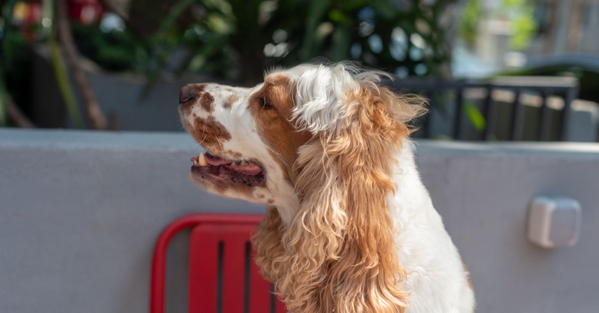 Charming Cocker Spaniel dog enjoying a sunny day outside on a patio.