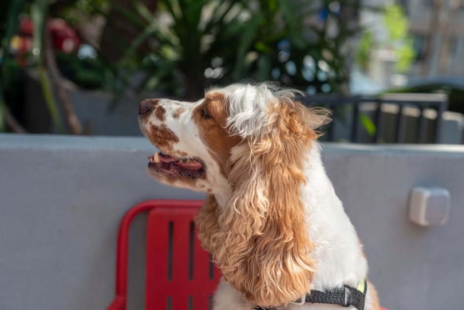 Charming Cocker Spaniel dog enjoying a sunny day outside on a patio.