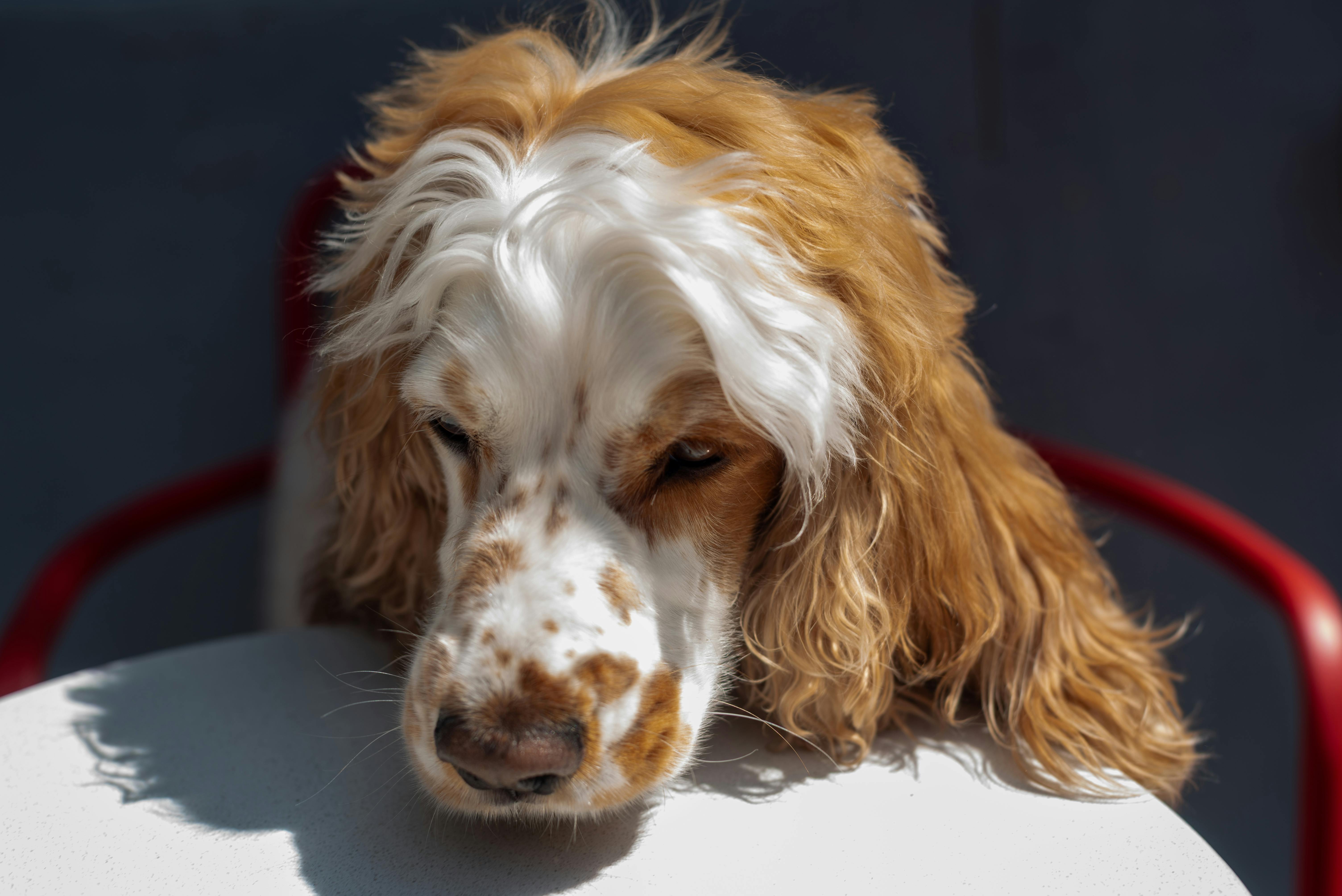 pet care pet grooming — Photo by Emre Ozyemisci on Pexels