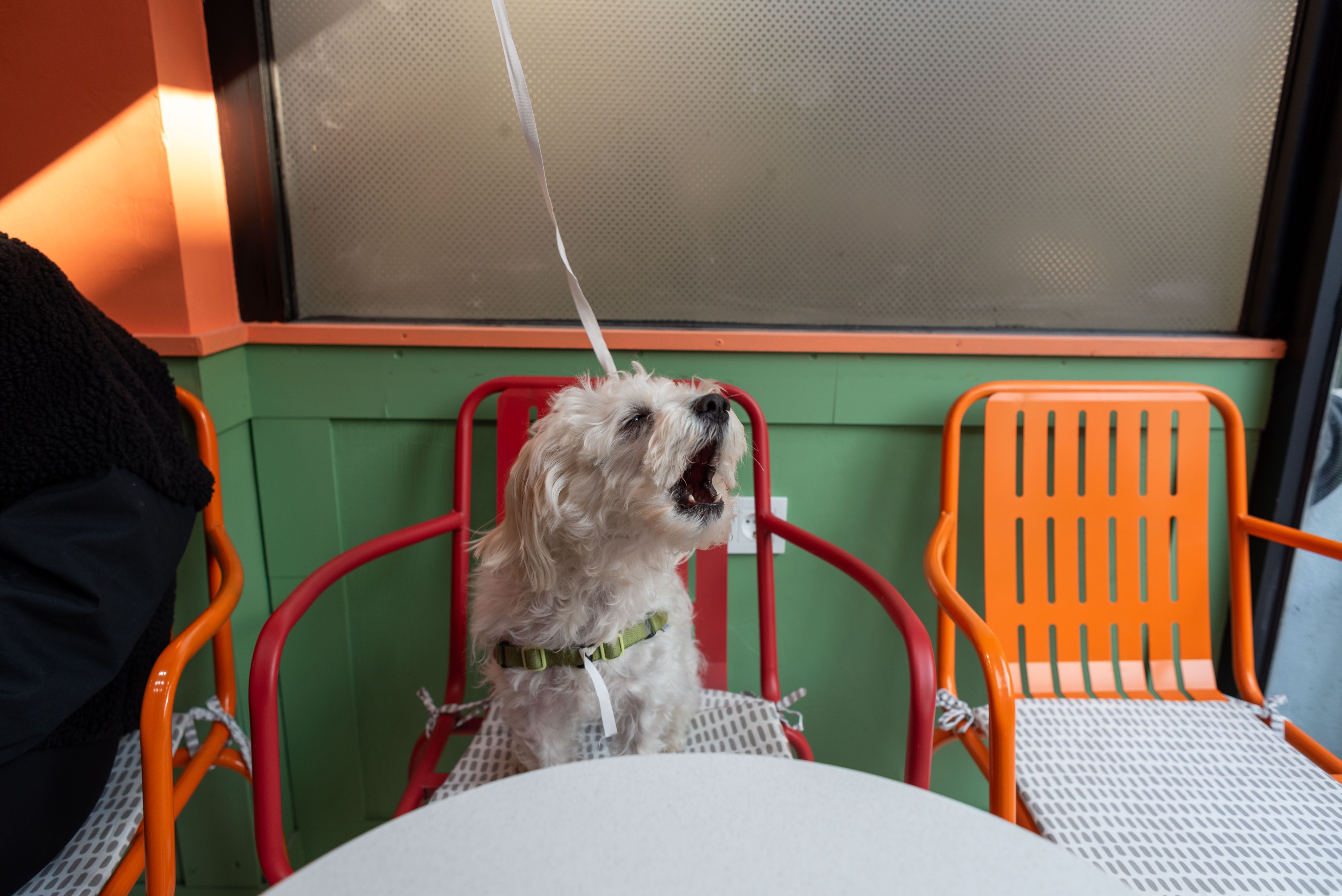 Yappy Hour stays big on pet care, fun - Jamaica Gleaner — Photo by Emre Ozyemisci on Pexels