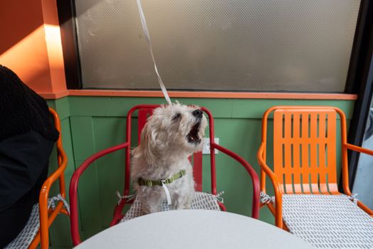 melbourne cafe dog friendly