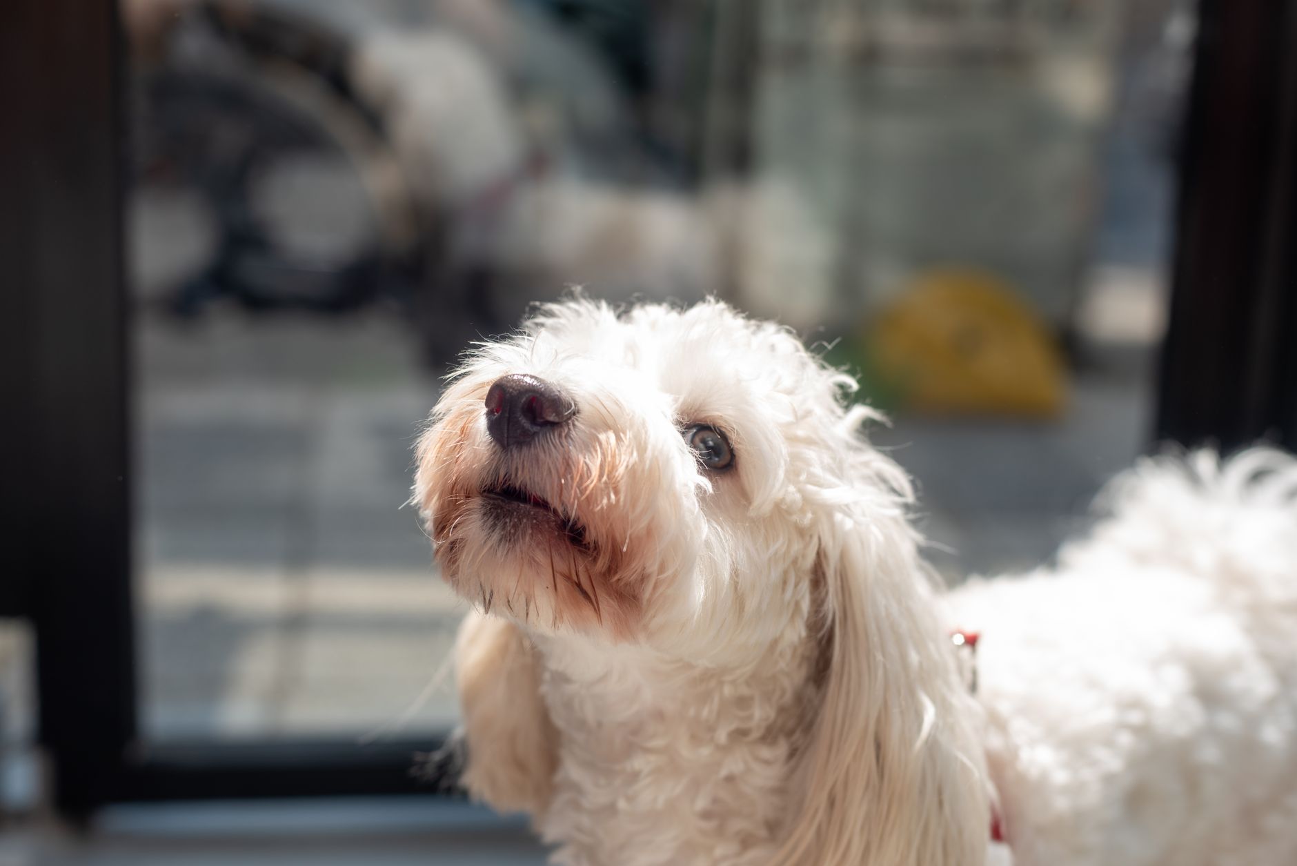 おすすめ犬用乳酸菌サプリメント徹底比較