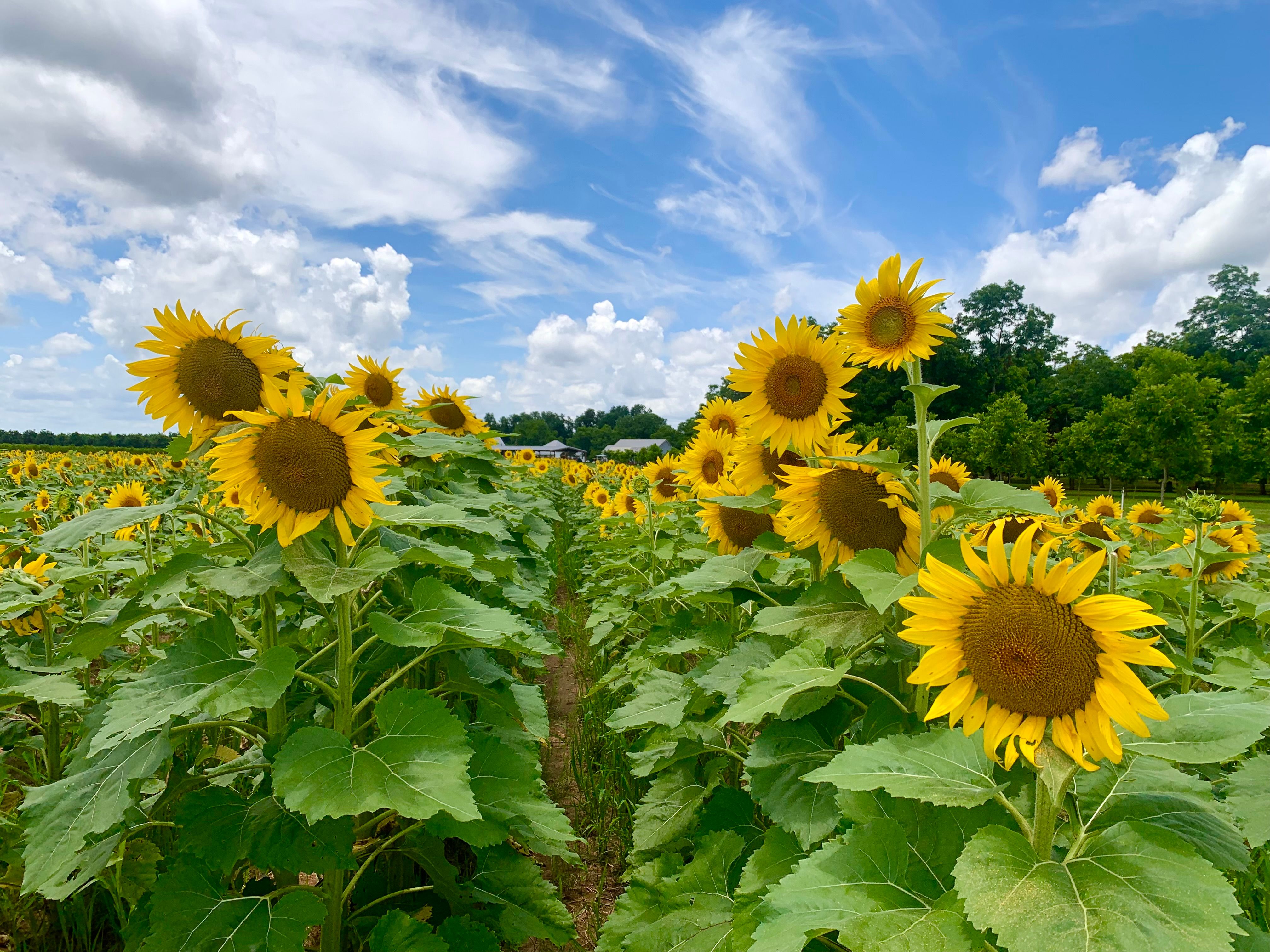 Sunflowers
