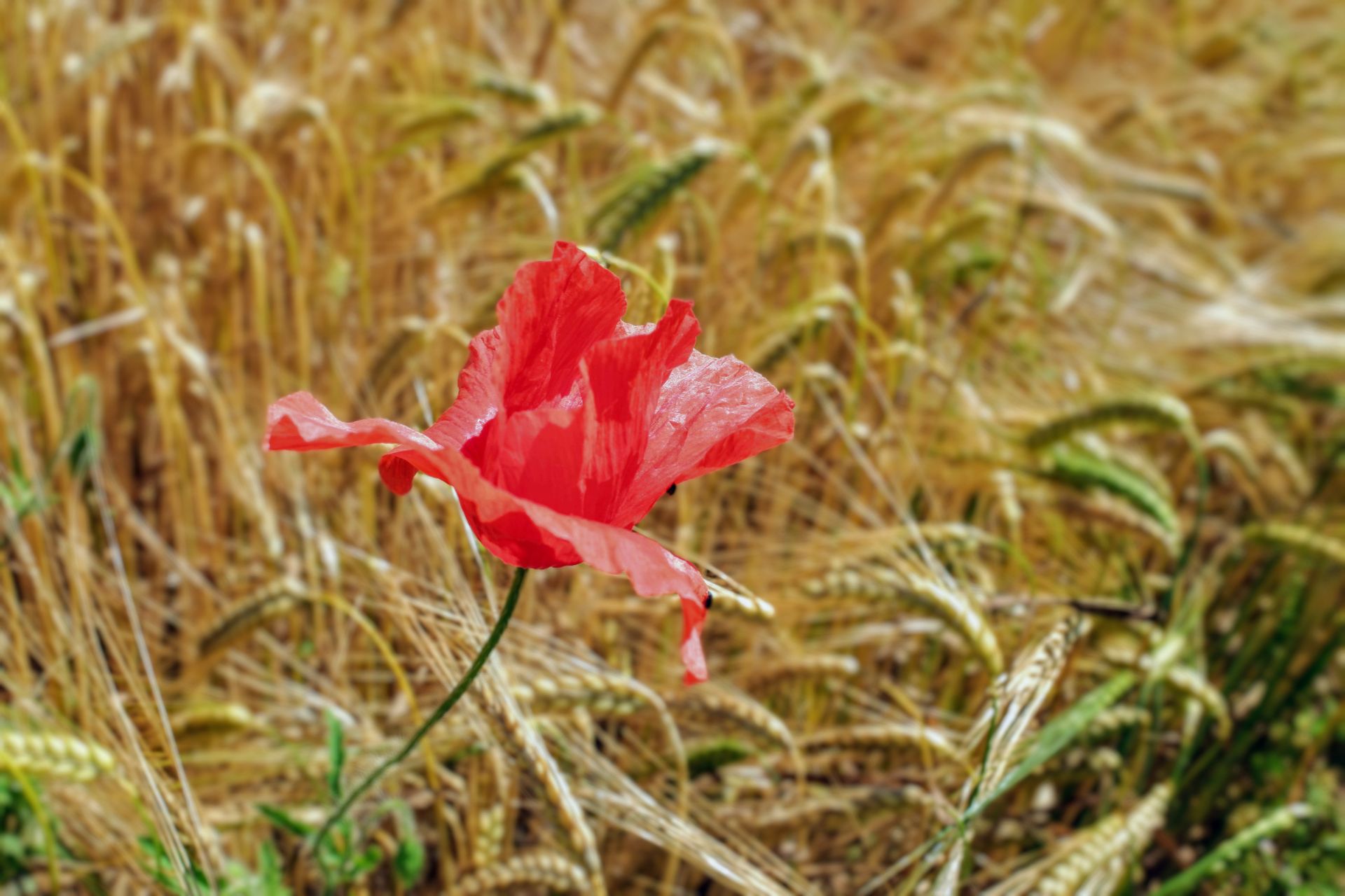 A striking red poppy flower stands out against a golden wheat field, captured in summer.