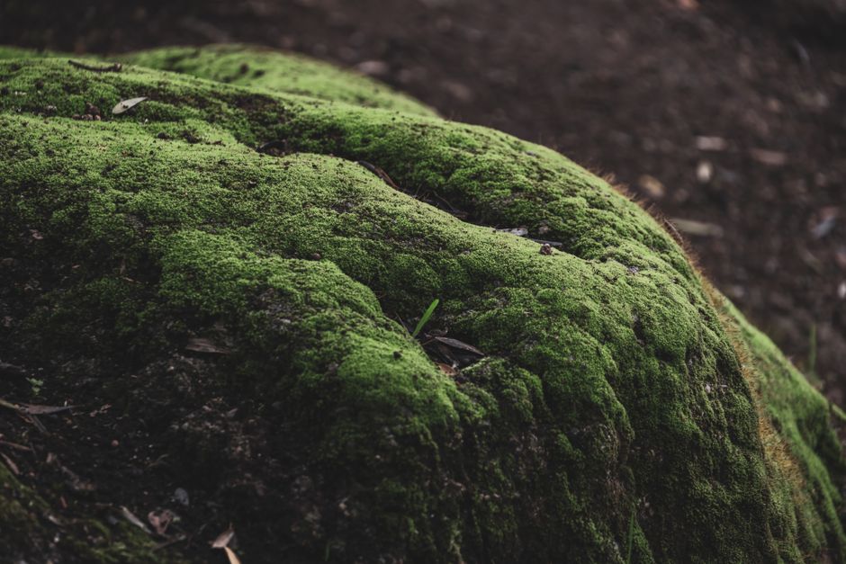 Lush green moss covering a natural surface in a forest environment.