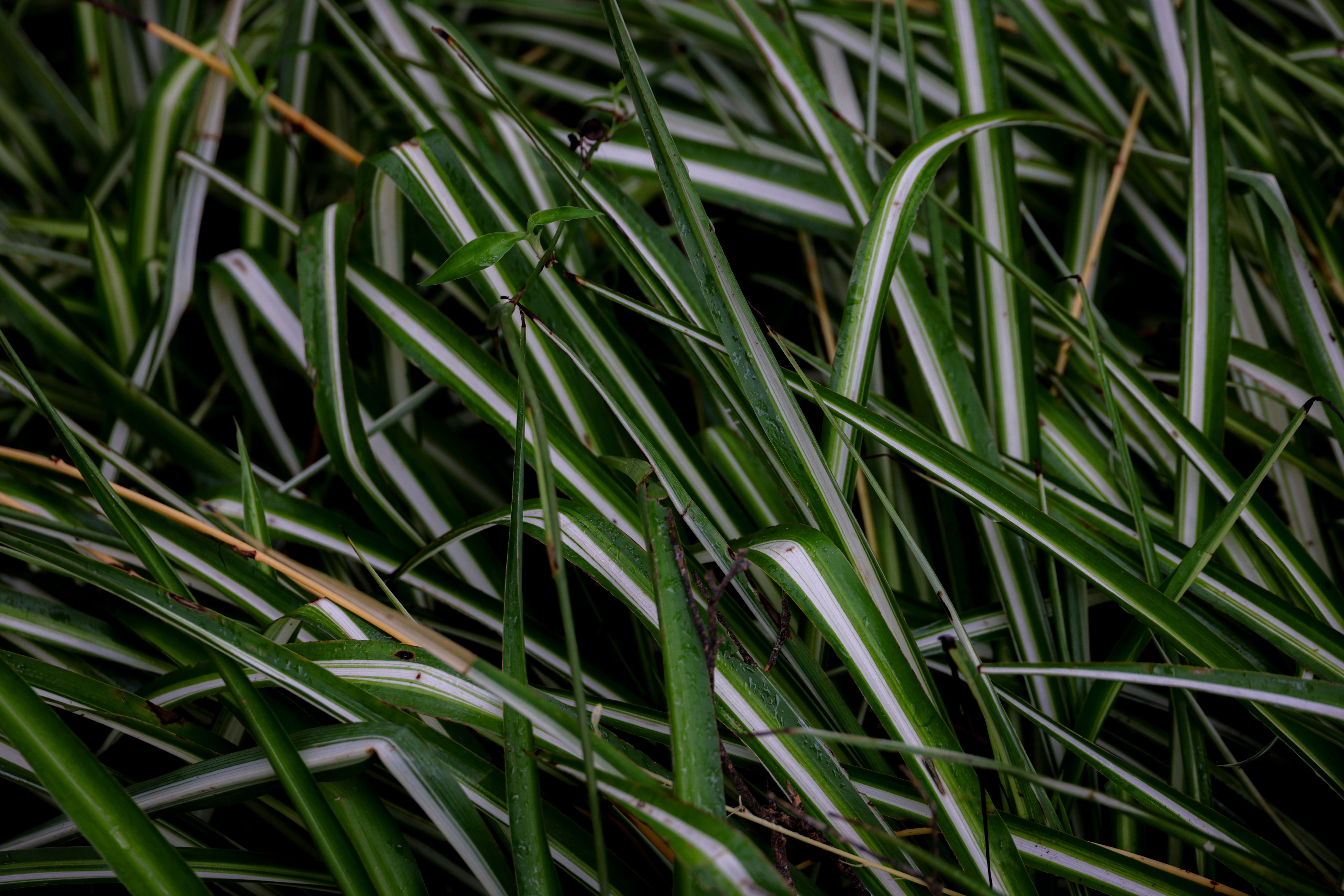Detailed image of lush green spider plant leaves with striped patterns in a natural setting.