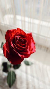 Beautiful close-up of a vivid red rose with soft natural lighting, perfect for romantic themes.