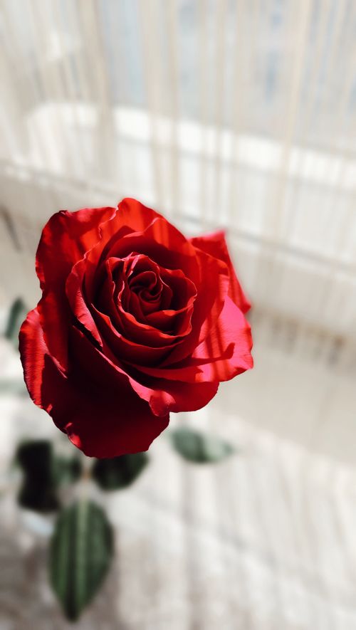 Free Beautiful close-up of a vivid red rose with soft natural lighting, perfect for romantic themes. Stock Photo
