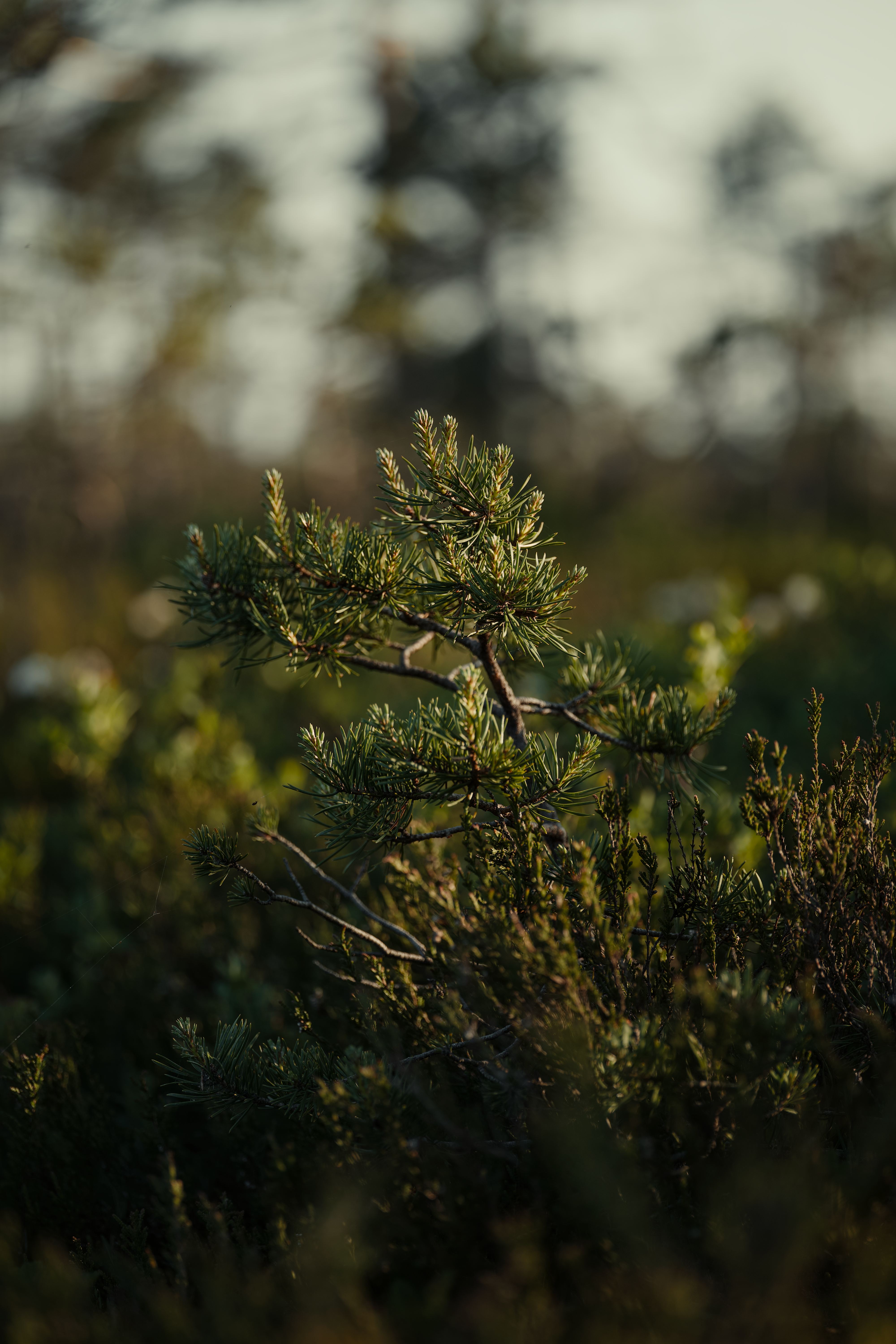 A small pine tree illuminated by warm sunlight in a lush forest.