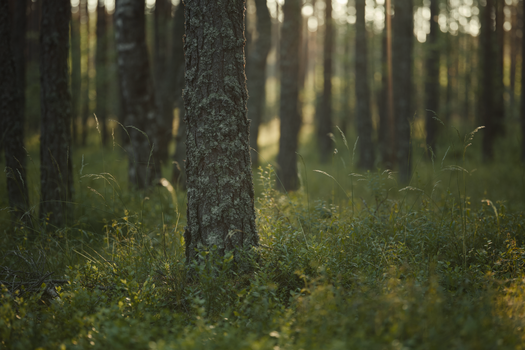 Serene forest with sunlight streaming through tree trunks, highlighting lush greenery.