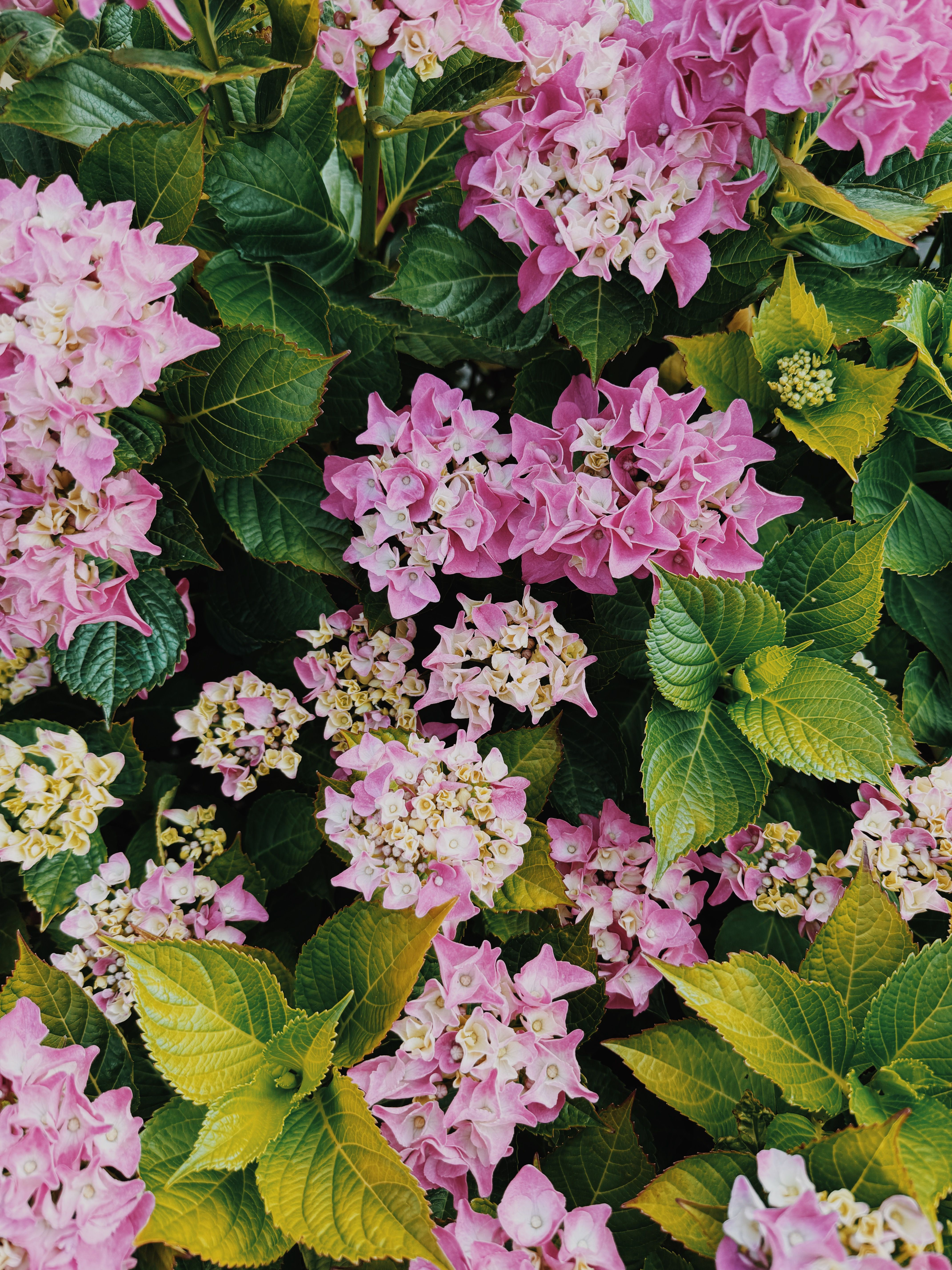 Pink Flowers in a Garden · Free Stock Photo
