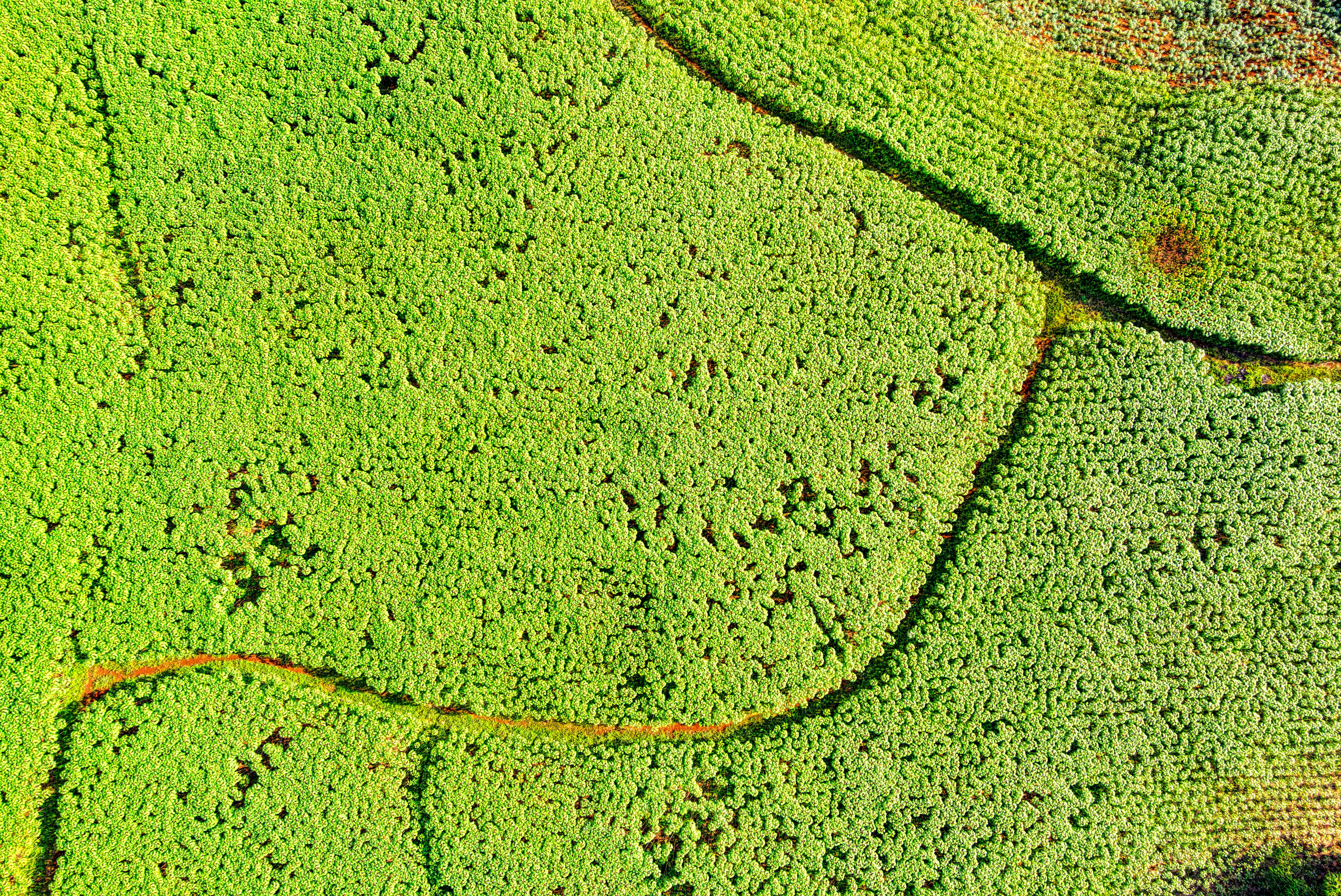 aerial photography of green plants field