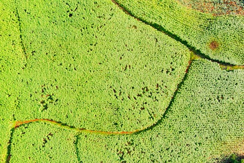 Aerial Photography of Green Plants Field