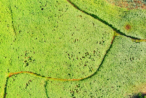 Luchtfotografie Van Groene Planten Veld