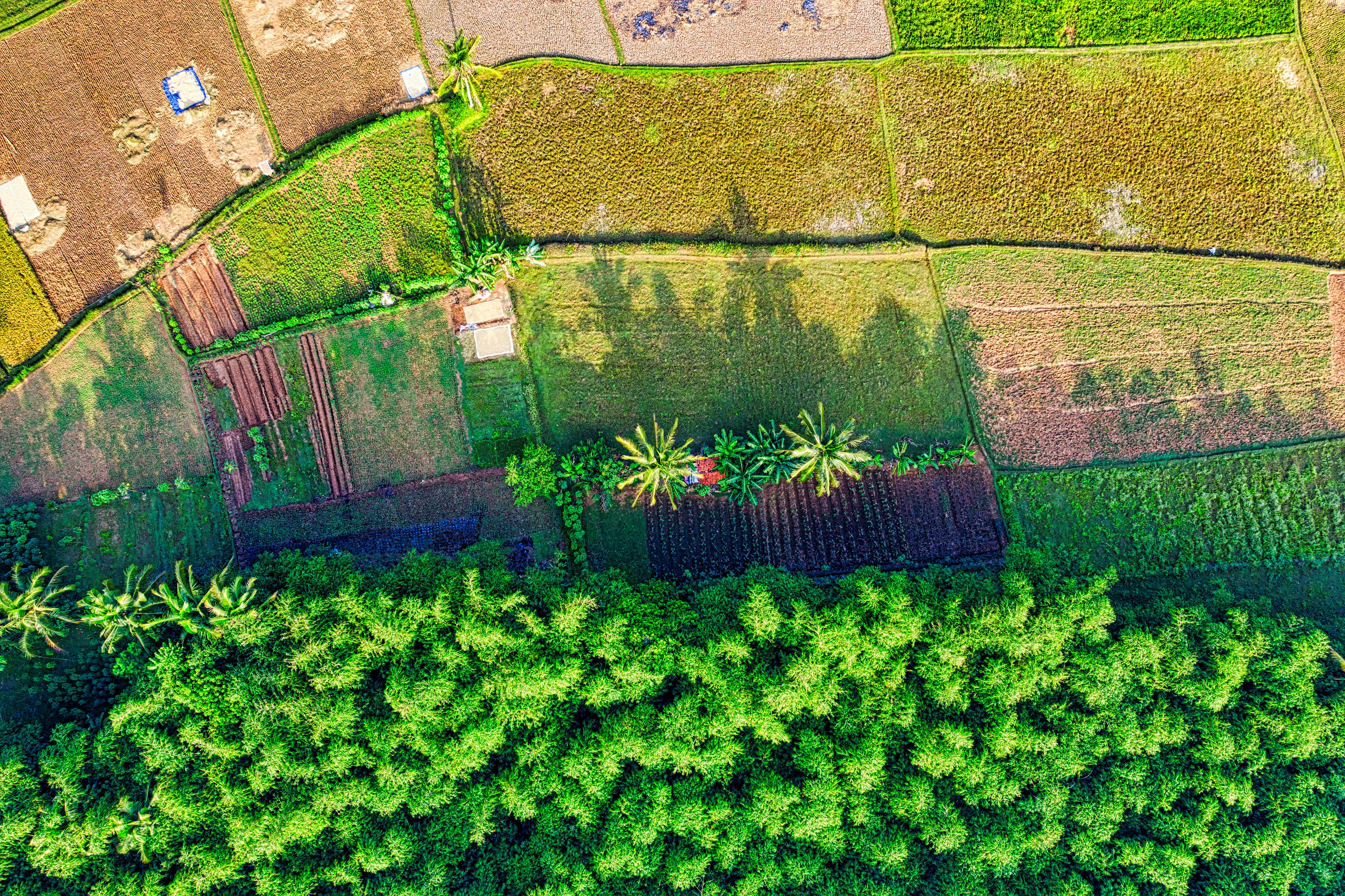 aerial photography of farmland