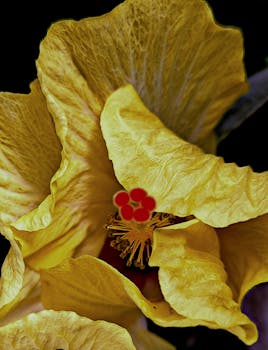 Free stock photo of aesthetic flowers, filtered light, gardens