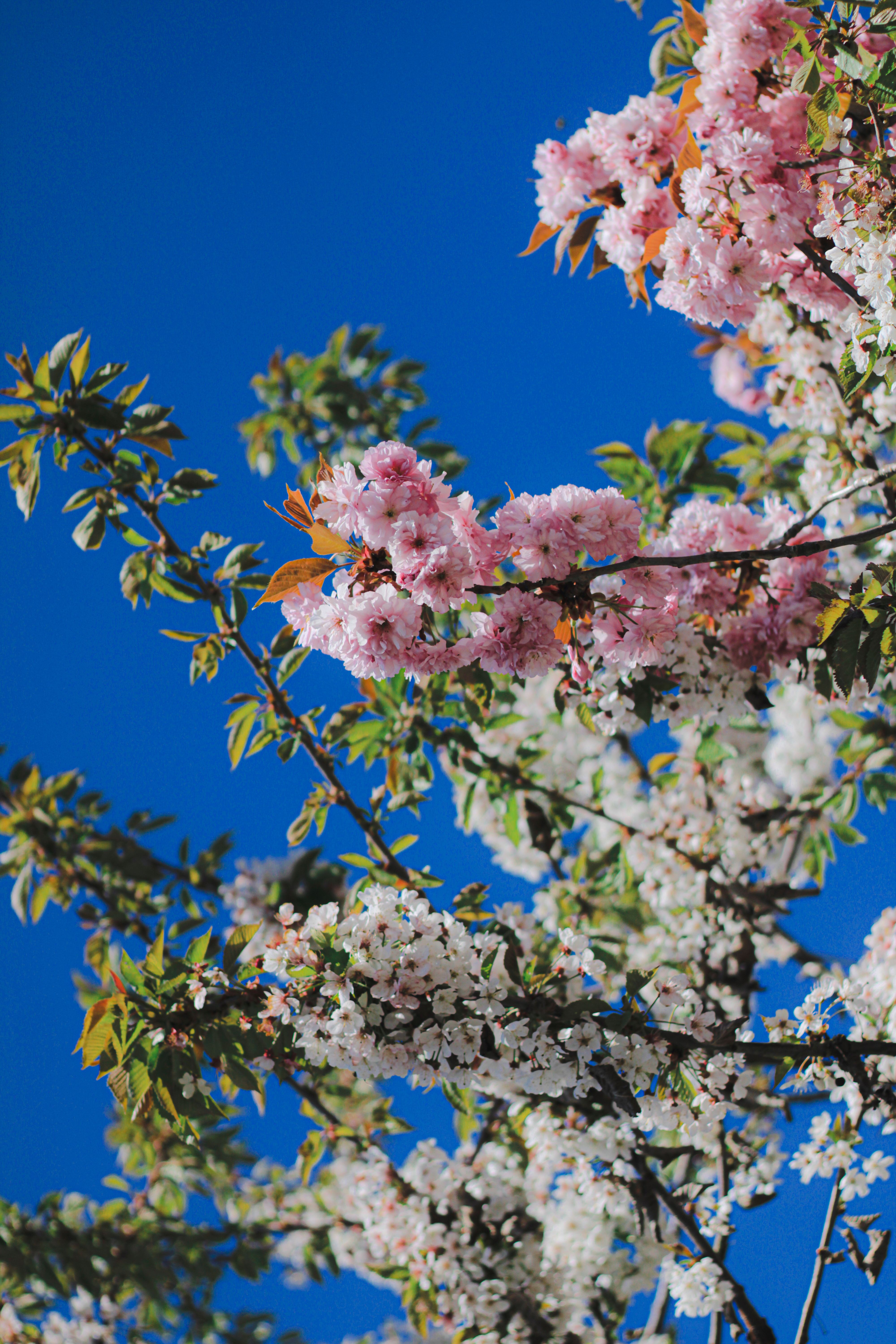 Beautiful cherry blossoms against a clear blue sky in Herzberg am Harz, Germany.