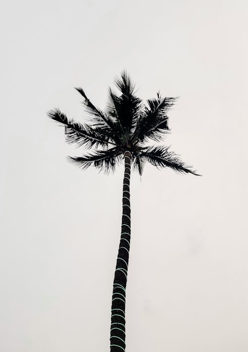Gratis lagerfoto af fotografering fra lav vinkel, kokostræ, palme