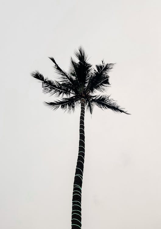 Free Low Angle Photography of Palm Tree Stock Photo