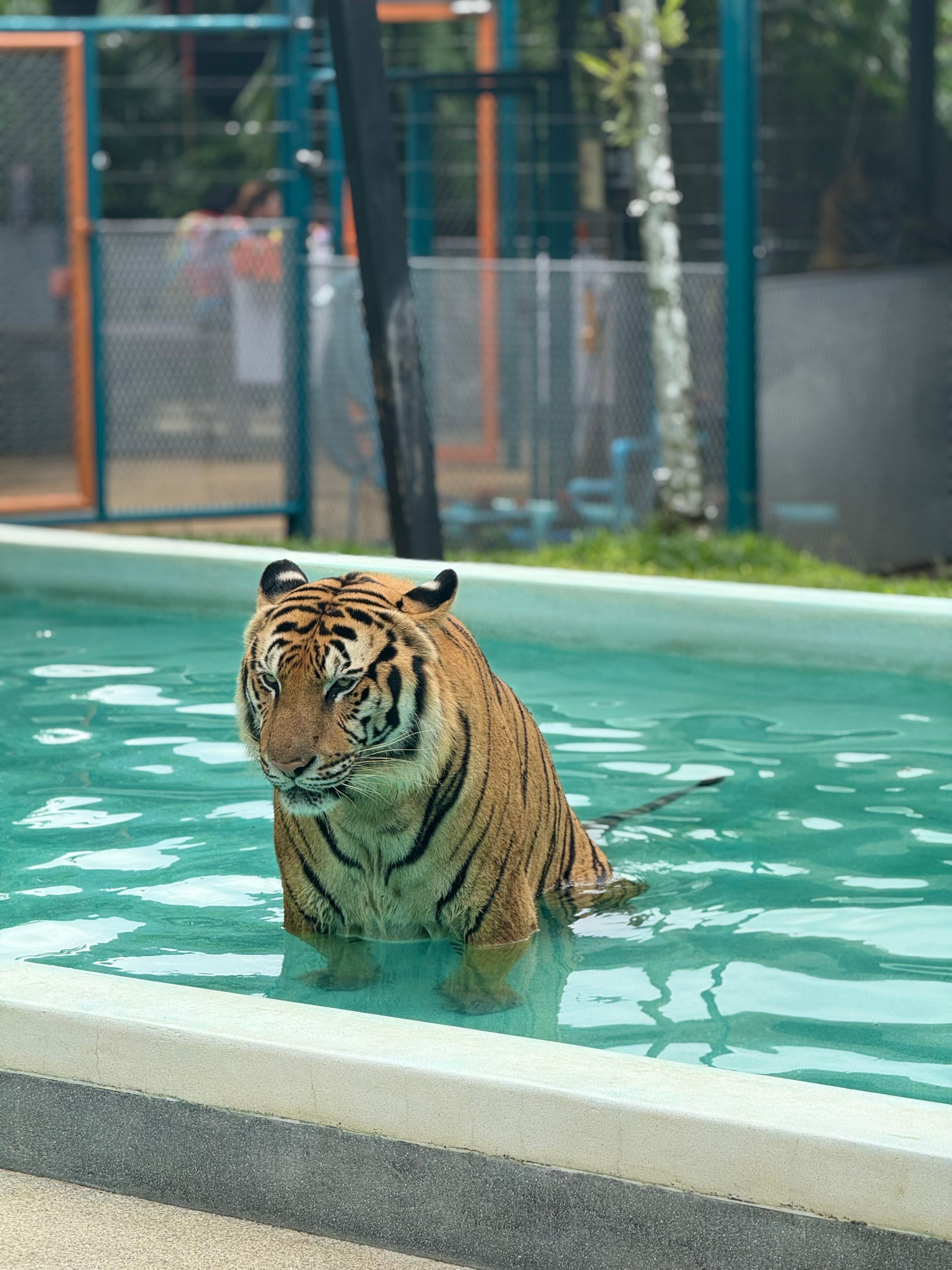 Bengal Tiger Relaxing in Outdoor Pool in Phuket · Free Stock Photo